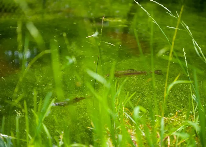 بيت ريفي Stollmuehle *